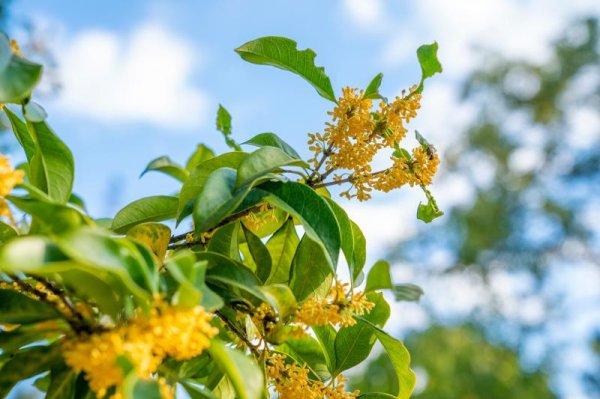 易启胜 整个长三角都在等桂花开，也等着吃……